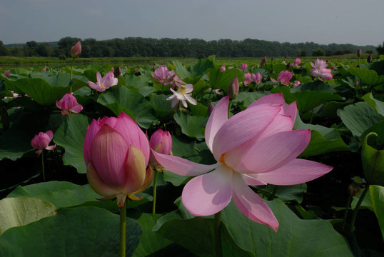 蓮花；