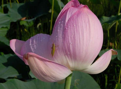 芙蓉花；