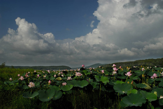 芙蓉花；