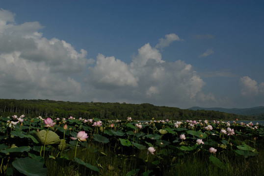 荷花；花；