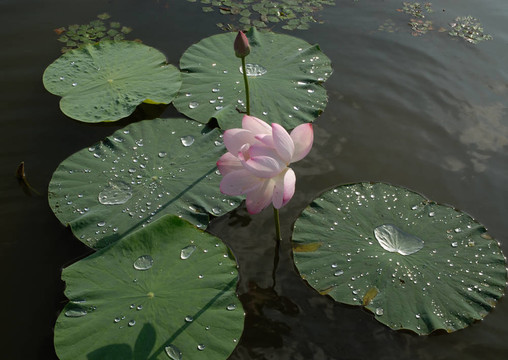 芙蓉花；
