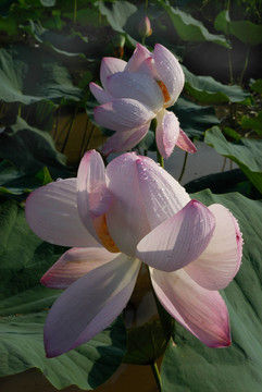 芙蓉花；