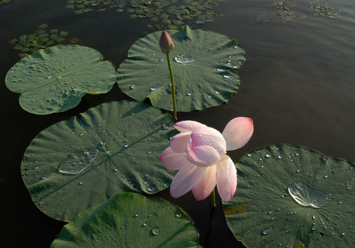 芙蓉花；