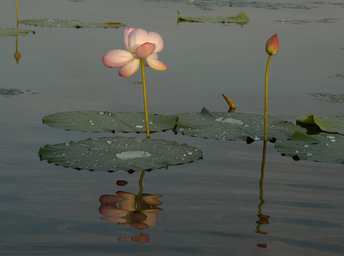 芙蓉花；