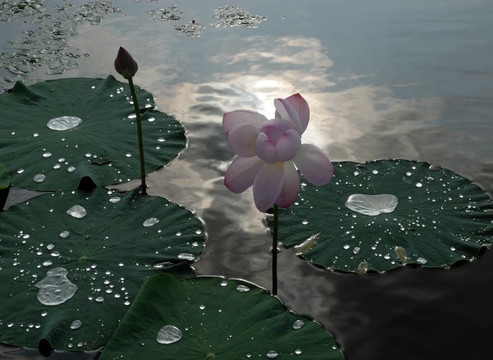 荷花；花；