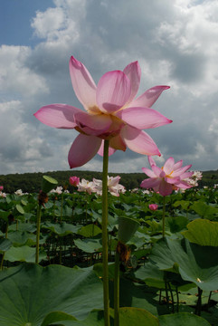 蓮；花