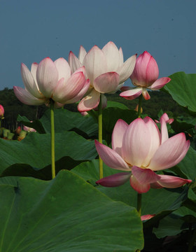 蓮；花