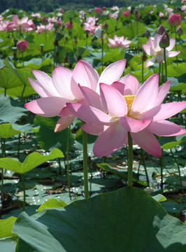 蓮；花