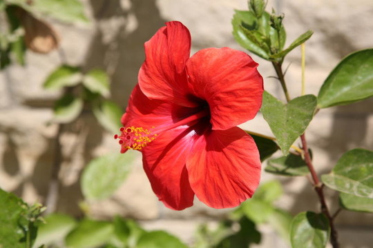 木槿