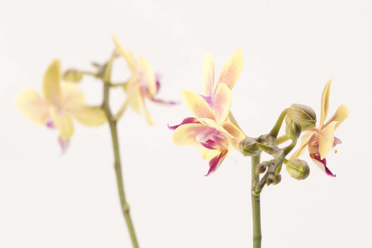 黃色的蘭花