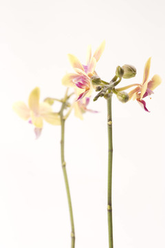 黃色的蘭花