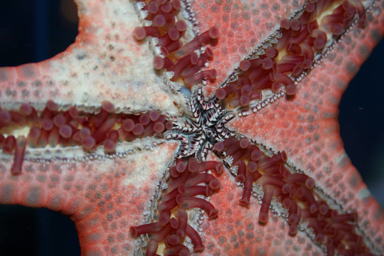 觸角的海星海星；Asteroidea；