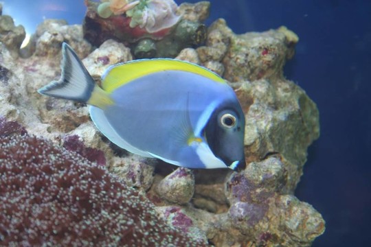 Acanthurus Leucosternon；熱帶魚