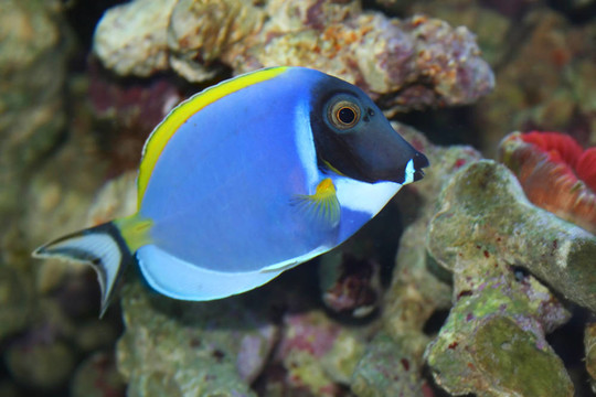 Acanthurus Leucosternon；熱帶魚