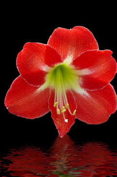 紅色的花