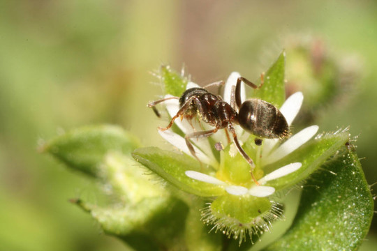 花上的螞蟻