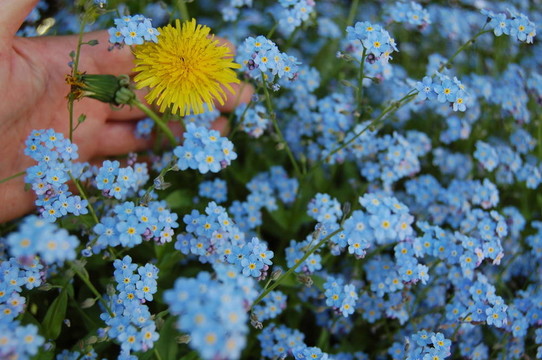 花