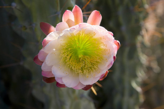 Stenocereus thurberi花