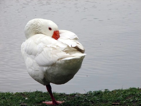 白鵝