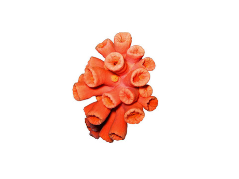 紅珊瑚中分離