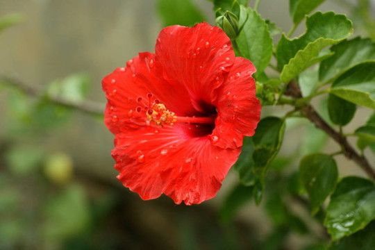 木槿