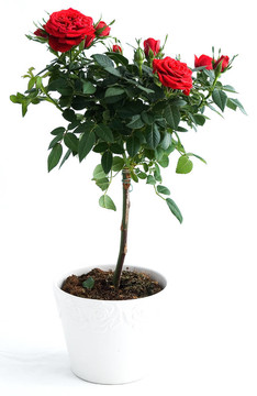 紅玫瑰布什；分離