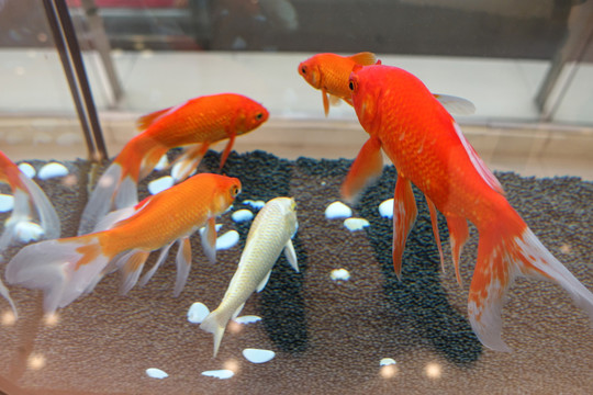 紅金魚
