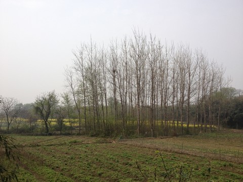 鄉(xiāng)村田野小樹林