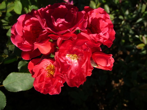 月季花