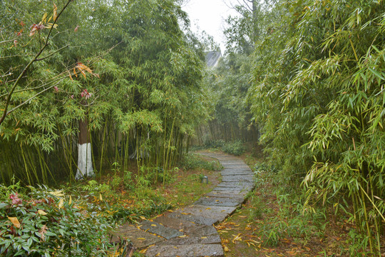 竹林小徑 竹林深處