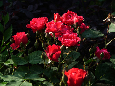 月季花