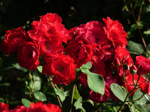紅月季花
