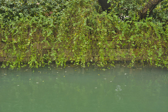 河边绿色植物