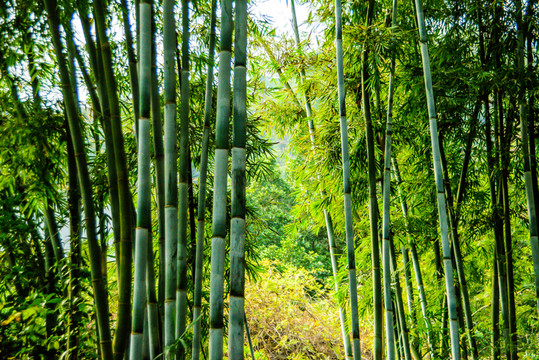 竹林
