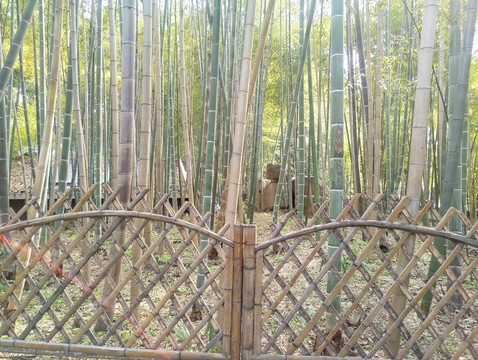 竹林 竹籬笆