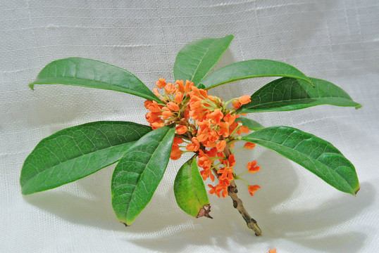 桂花素材 桂花特寫