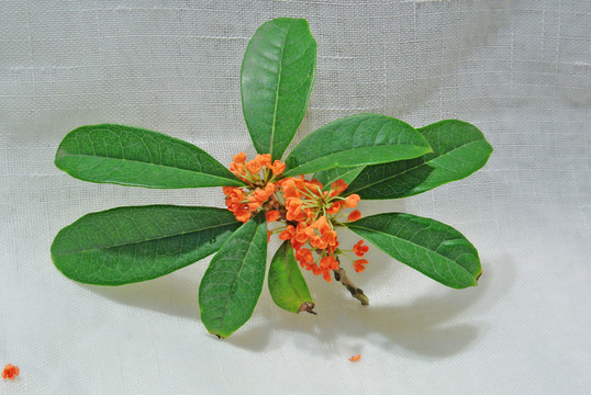 桂花素材 桂花特寫