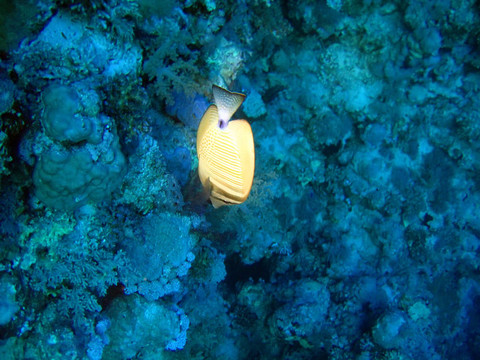 熱帶魚