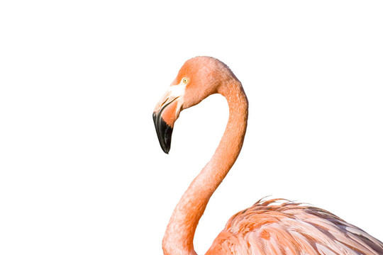 火烈鳥