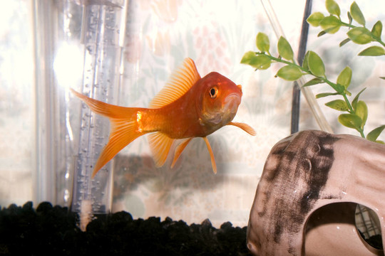 金色的魚