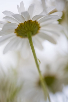 沙斯塔山雛菊