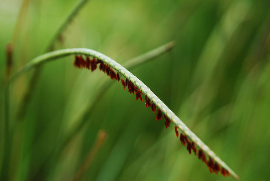 葉草