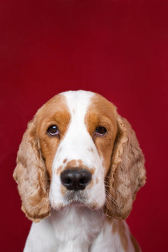 可卡犬系列。