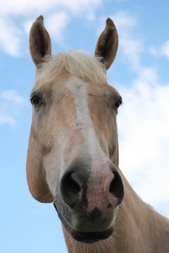 有趣的馬