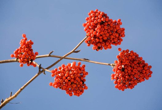 冬季花楸