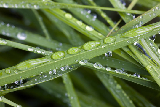 雨后草