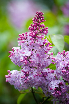 丁香花
