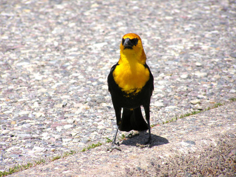 黃頭黑鳥（xanthocephalus xanthocephalus）