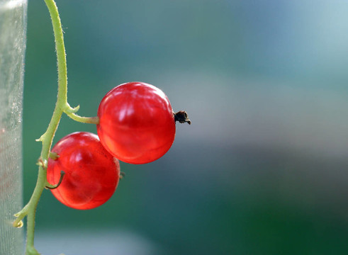 紅醋栗