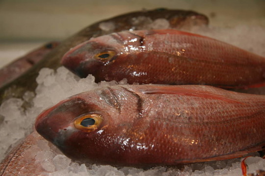 魚在冰